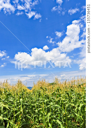 Corn growing vigorously in the fields and white clouds in the blue sky Corn growing vigorously in the fields and white clouds in the blue sky 135736451