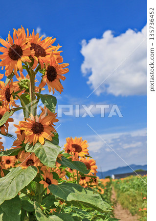 A sunflower field with vibrant yellow flowers and white clouds in the blue sky 135736452