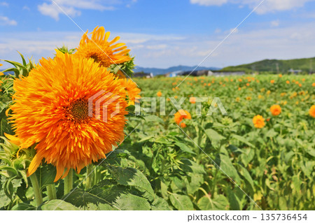 Sunflower field with yellow flowers blooming all over the field 135736454
