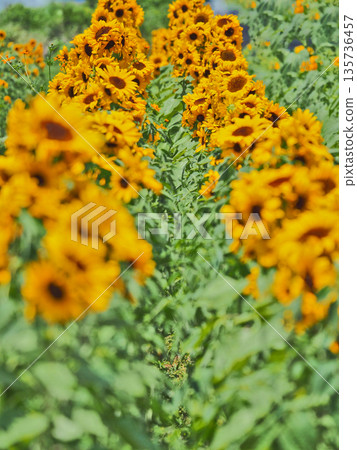 A sunflower field covered with vibrant yellow flowers 135736457