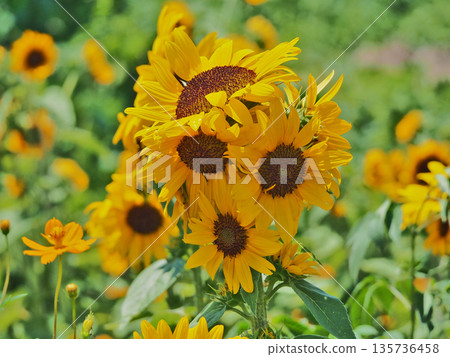 A large field of sunflowers with yellow flowers 135736458