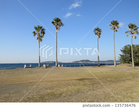 Tateyama City, Chiba Prefecture! Palm trees on Hojo Beach Tateyama City, Chiba Prefecture! Palm trees on Hojo Beach 135736476