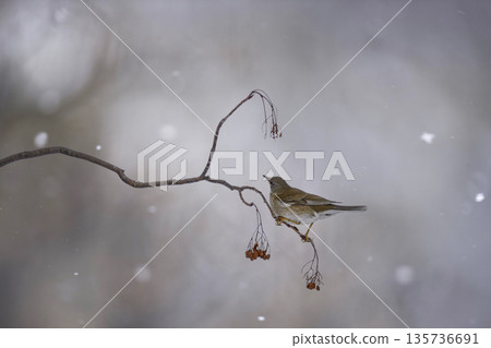 A white-throated sparrow eating rowan berries 135736691