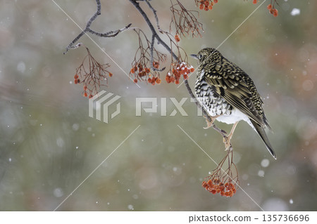 棕色畫眉鳥吃花楸漿果 棕色畫眉鳥吃花楸漿果 135736696