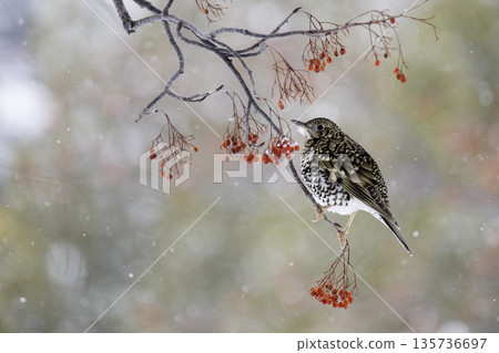 棕色畫眉鳥吃花楸漿果 135736697