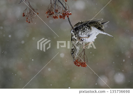 棕色畫眉鳥吃花楸漿果 135736698