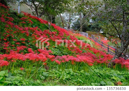 Cluster amaryllis at Mt. Haguro Park, Miyagi Prefecture Cluster amaryllis at Mt. Haguro Park, Miyagi Prefecture 135736830