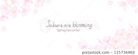 Vector illustration of delicate cherry blossoms on a white background 135736968