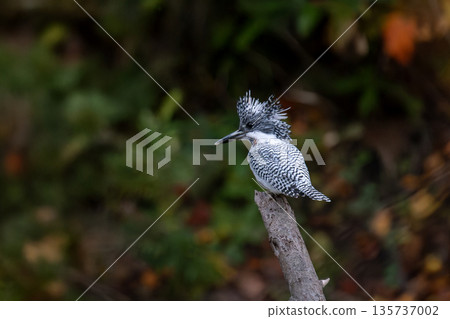 鳳頭翠鳥依偎在樹枝上 135737002