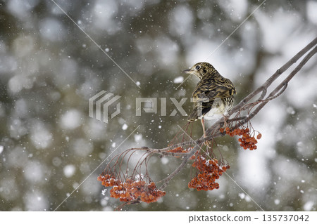 棕色畫眉鳥吃花楸漿果 135737042