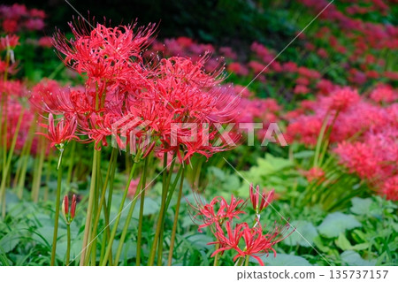 Cluster amaryllis at Mt. Haguro Park, Miyagi Prefecture Cluster amaryllis at Mt. Haguro Park, Miyagi Prefecture 135737157