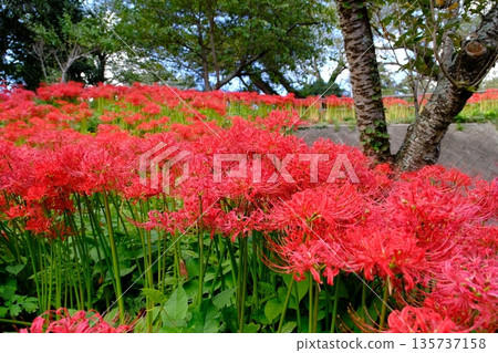 Cluster amaryllis at Mt. Haguro Park, Miyagi Prefecture Cluster amaryllis at Mt. Haguro Park, Miyagi Prefecture 135737158