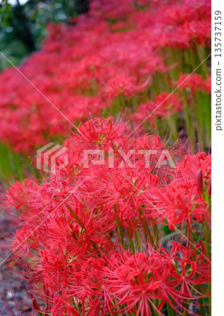 Cluster amaryllis at Mt. Haguro Park, Miyagi Prefecture 135737159