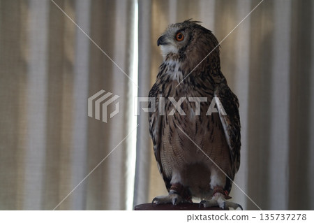 Looking Owl Looking Owl 135737278