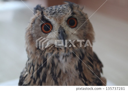 Front facing owl Front facing owl 135737281