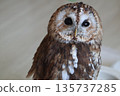 An owl staring at something 135737285