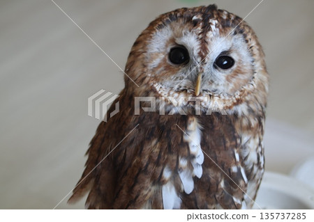 一隻貓頭鷹正盯著某個東西。 一隻貓頭鷹正盯著某個東西。 135737285