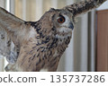 Flapping owl 135737286