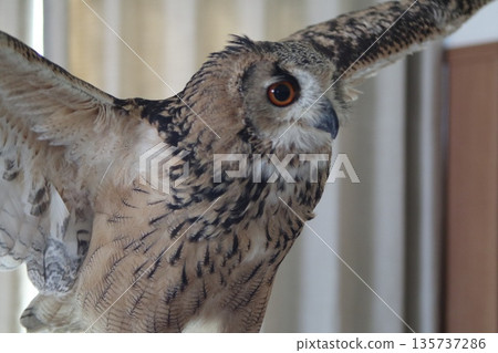 撲動貓頭鷹 撲動貓頭鷹 135737286