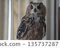 Looking Owl 135737287
