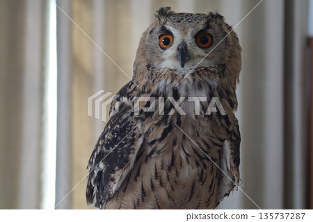 Looking Owl Looking Owl 135737287