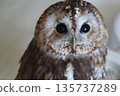 Looking Owl 135737289