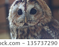 Looking Owl 135737290