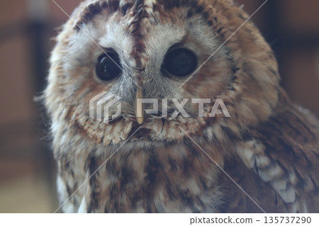 看貓頭鷹 135737290