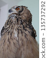 Owl with sharp eyes 135737292