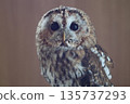 Cute owl face 135737293