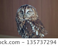 Sleeping Tawny Owl 135737294