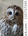 Looking Owl 135737295
