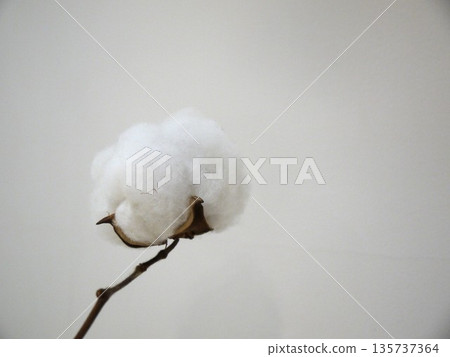 Cotton Flower Cotton Flower 135737364