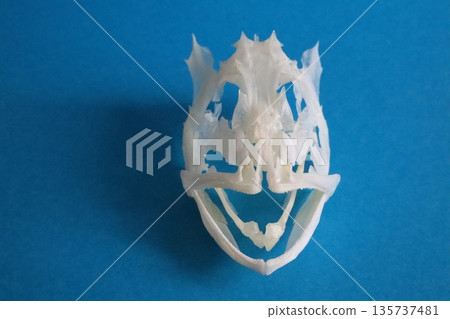 Skeleton of a rockfish (blue background) 135737481