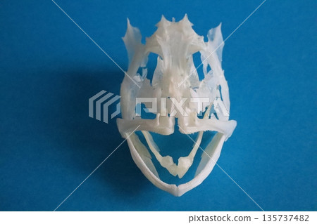 Skeleton of a rockfish (blue background) 135737482