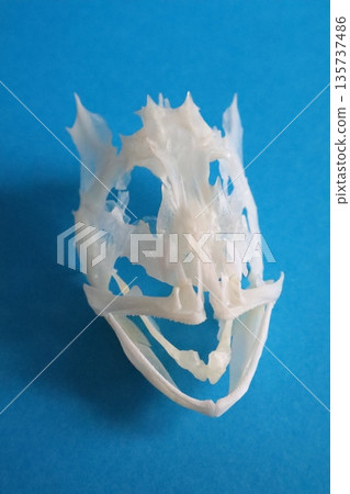 Skeleton of a rockfish (blue background) Skeleton of a rockfish (blue background) 135737486