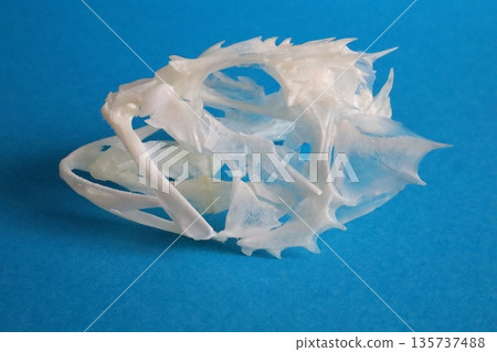 Skeleton of a rockfish (blue background) 135737488