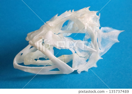 Skeleton of a rockfish (blue background) 135737489