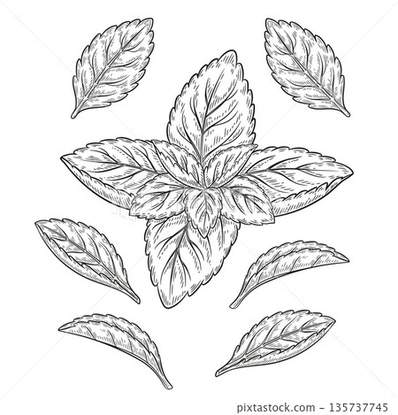 Mint, stevia rebaudiana, basil medical plant leaves botanical sketch. Peppermint garden green herb. Spearmint foliage. Melissa herbal tea healthy diet food. Vintage engraving line hand drawn vector 135737745