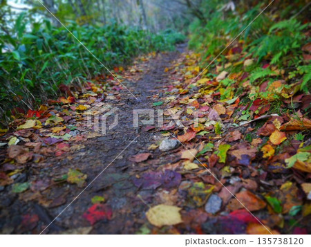 山路上的彩色落葉 山路上的彩色落葉 135738120