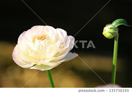 美麗的淡白色花朵 美麗的淡白色花朵 135738193