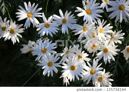 盛開的白色花朵 盛開的白色花朵 135738194