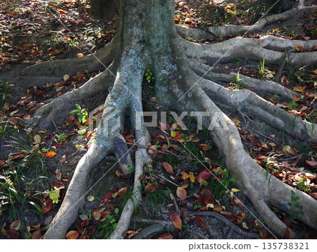 樹和落葉的根 樹和落葉的根 135738321