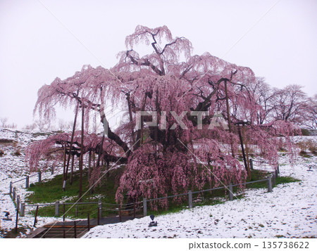 April 23, 2010 Miharu Town Takizakura and snow 135738622