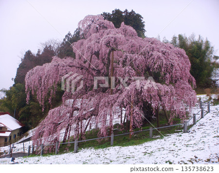April 23, 2010 Miharu Town Takizakura and snow 135738623