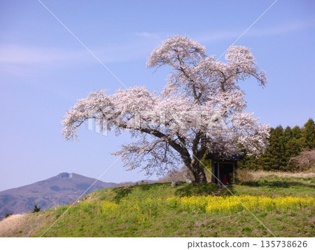田村市小澤的櫻花 135738626