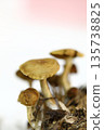 Hatake mushroom 135738825