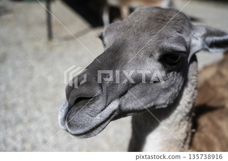 Calm llama appearance, Peaceful llama with soft coat, Tranquil llama with delicate facial features and gentle wool texture 135738916