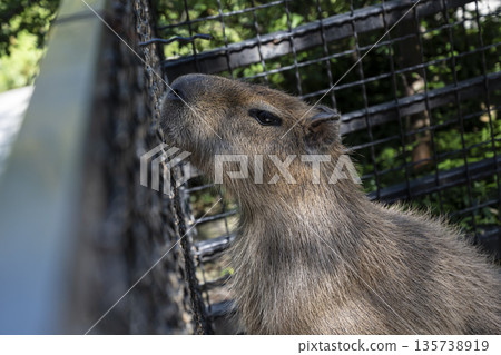 Closeup of capybara exploring shelter environment, Serene capybara with moist fur investigates enclosure barrier with quiet interest 135738919