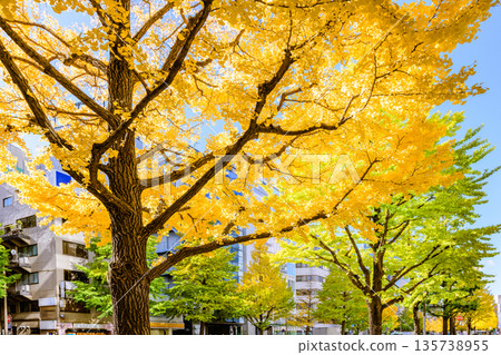 Sendai Hirose Street Autumn Sendai Hirose Street Autumn 135738955